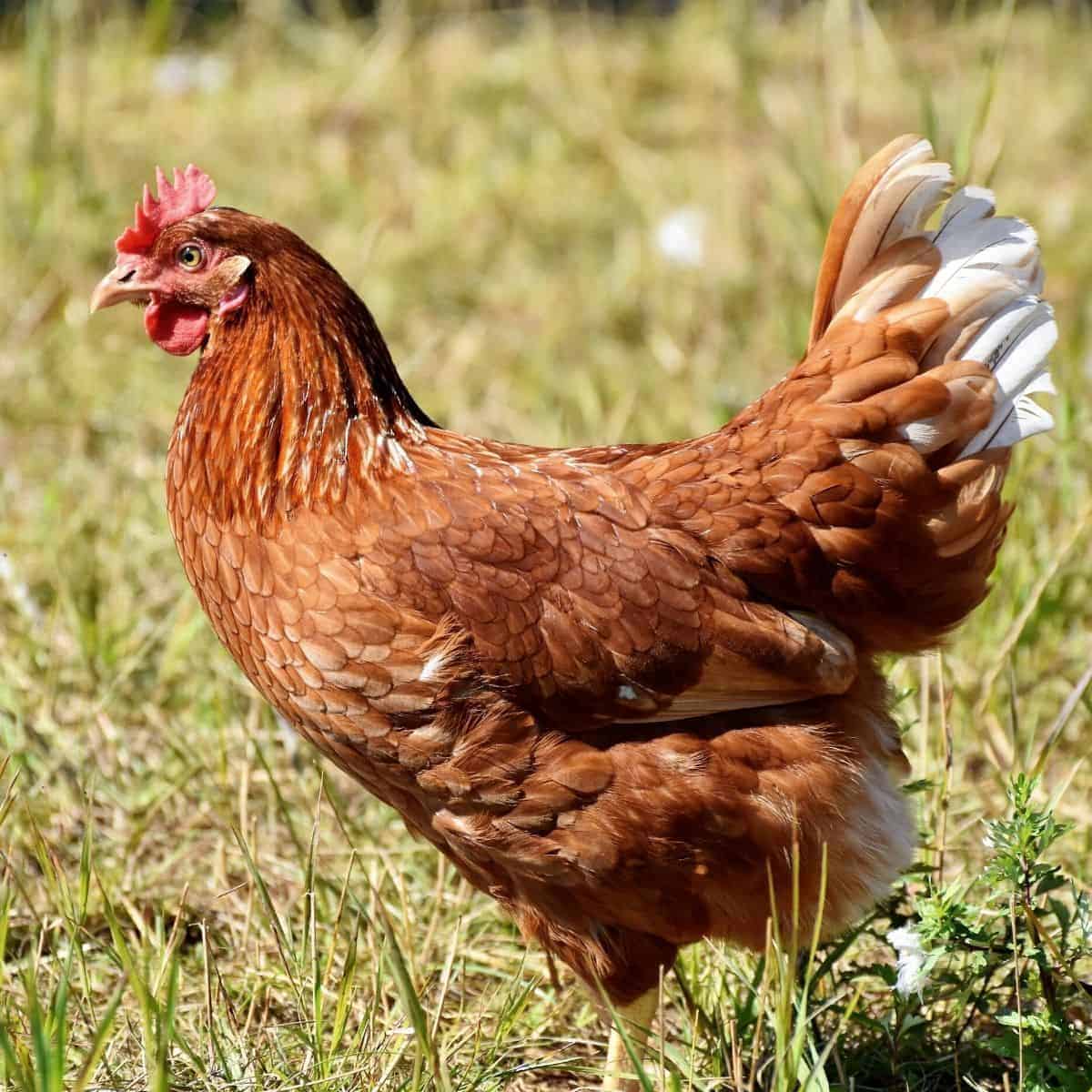 Side of a hen walking on grass.