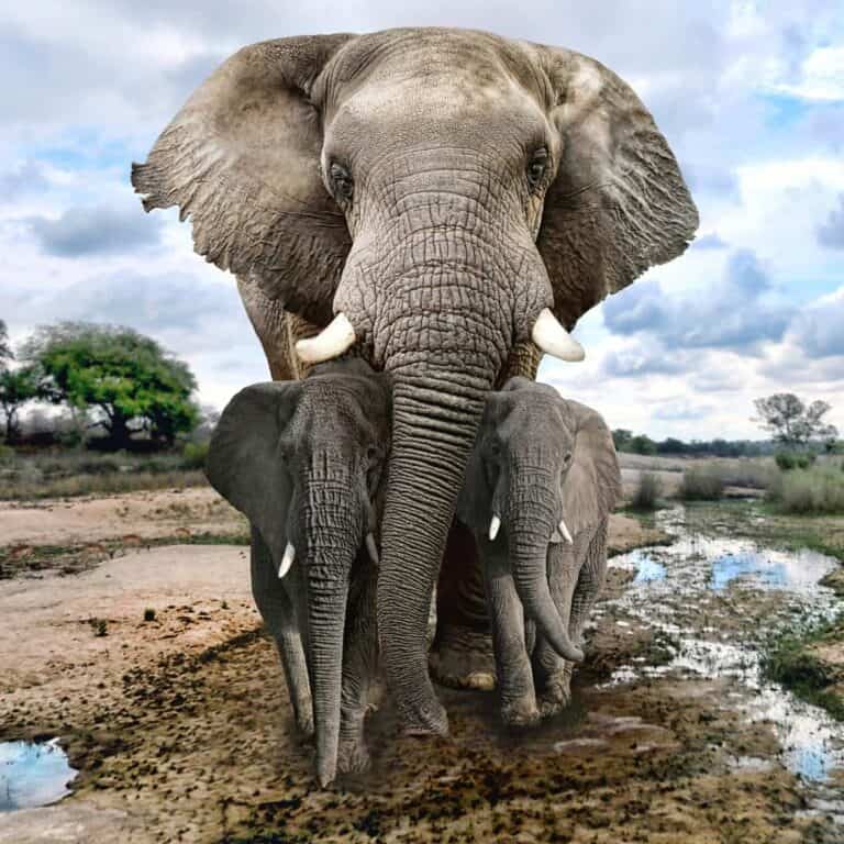 15+ Best Elephant Puns Box of Puns