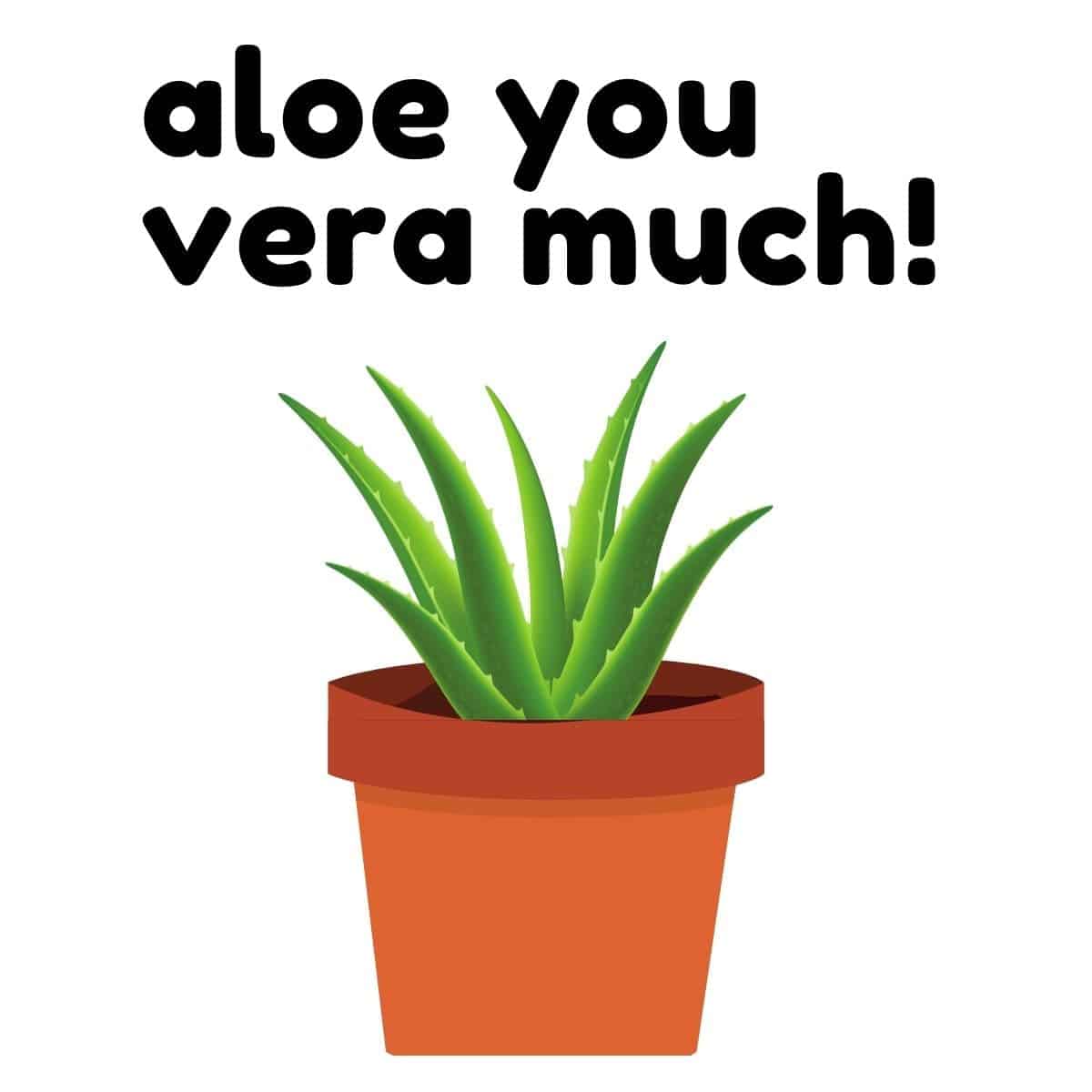 Aloe vera plant in a terracotta pot.