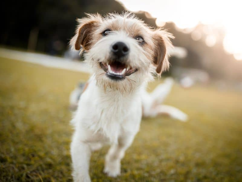 Small dog walking on grass and smiling.