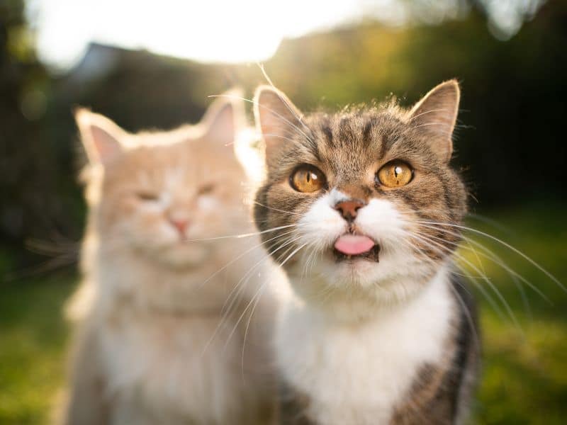 Two cats with one sticking its tongue out.