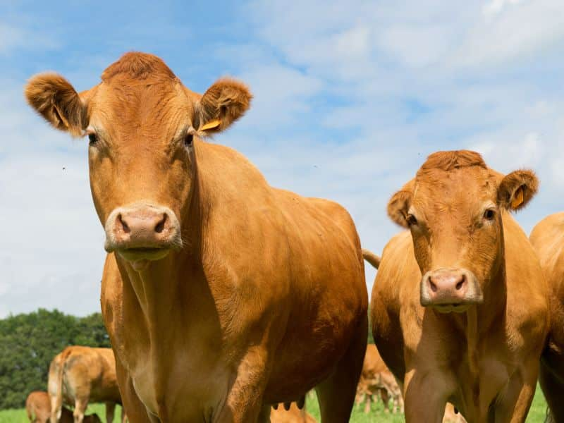 Cows in a field.