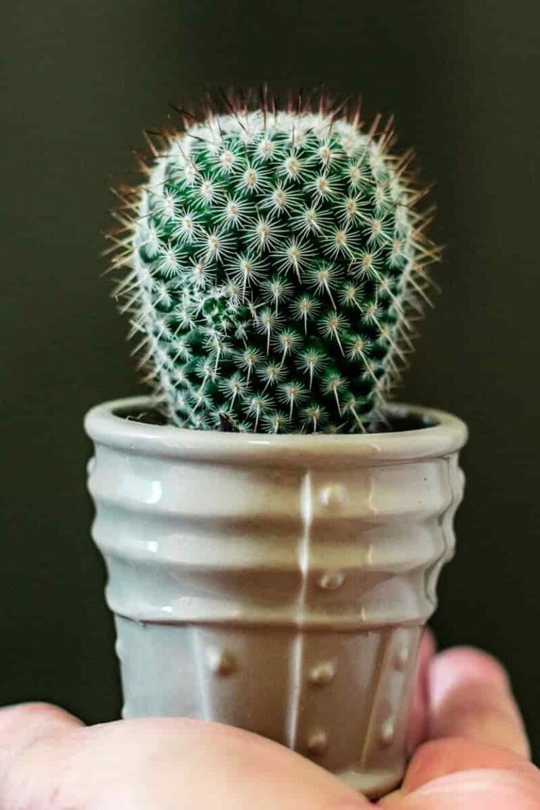63 Cactus Puns That Are Prickling Funny (It Would Succ to Miss Them ...
