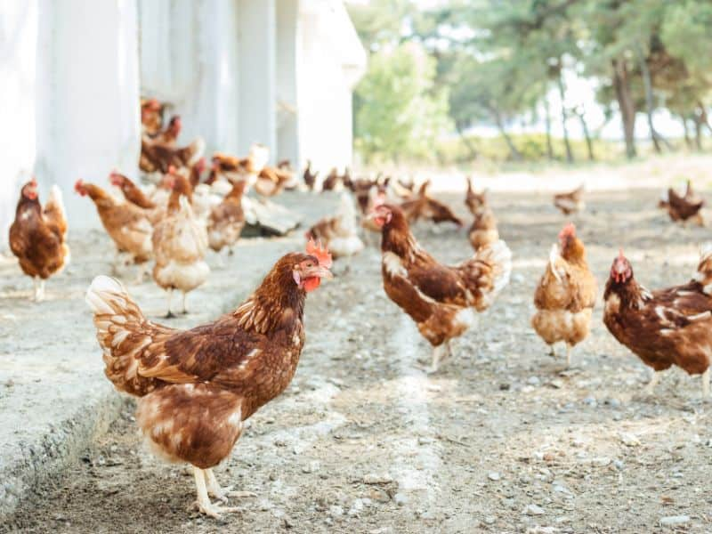 Chickens on a road near trees.