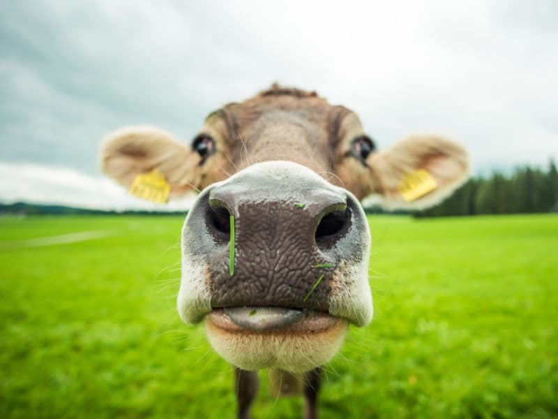 Cow in a field with grass on its nose.