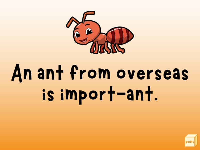 Ant.